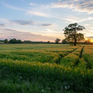 immagine per il sondaggio terreni per agricoltura